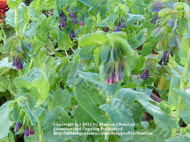 Photo of Honeywort (Cerinthe major subsp. purpurascens) uploaded by Marilyn