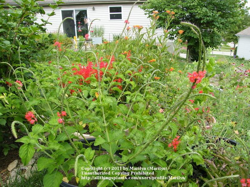 Photo of Red Porterweed (Stachytarpheta mutabilis) uploaded by Marilyn