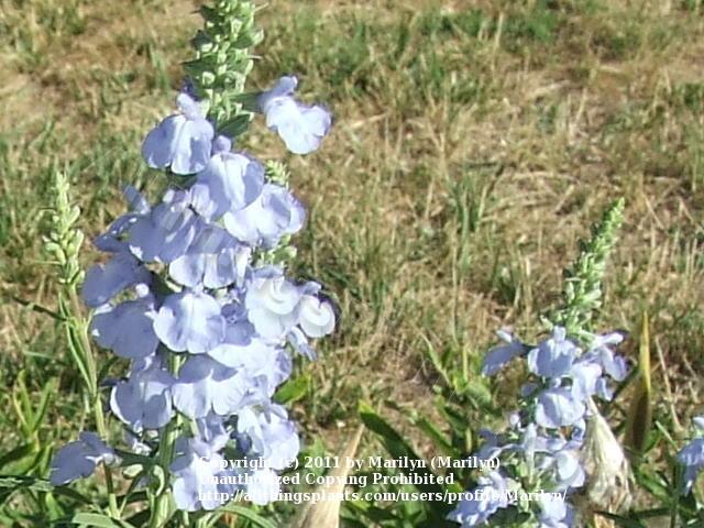 Photo of Blue Sage (Salvia azurea 'Nekan') uploaded by Marilyn