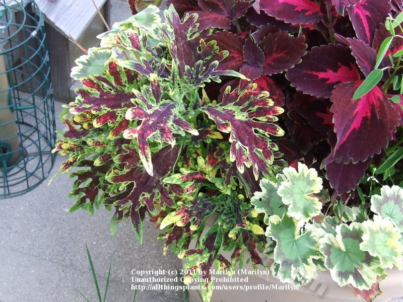 Photo of Coleus (Coleus scutellarioides ColorBlaze® Kingswood Torch) uploaded by Marilyn