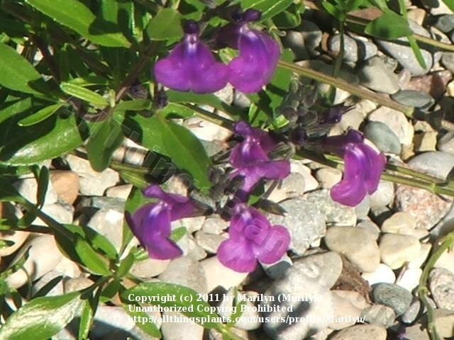 Photo of Salvia Navajo™ Dark Purple uploaded by Marilyn