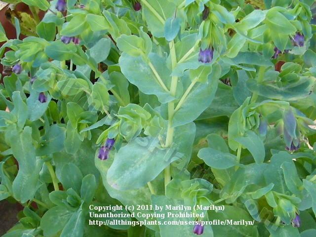Photo of Honeywort (Cerinthe major subsp. purpurascens) uploaded by Marilyn
