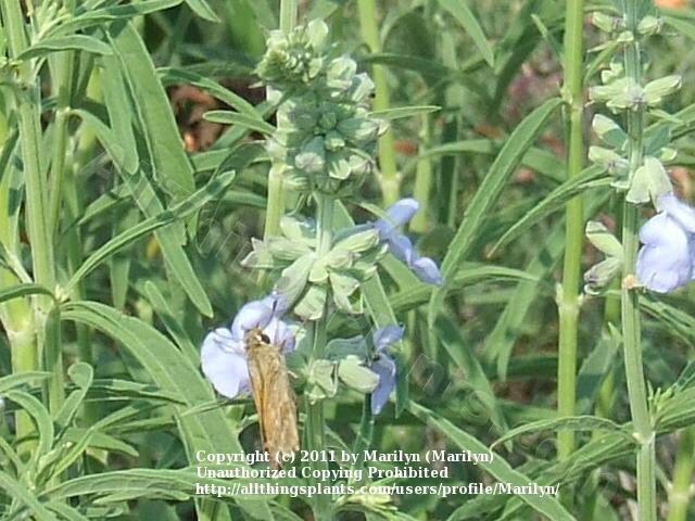 Photo of Blue Sage (Salvia azurea 'Nekan') uploaded by Marilyn