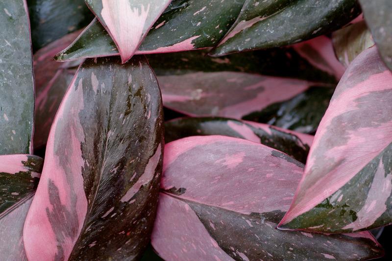 Photo of Blushing Philodendron (Philodendron erubescens 'Pink Princess') uploaded by NJBob