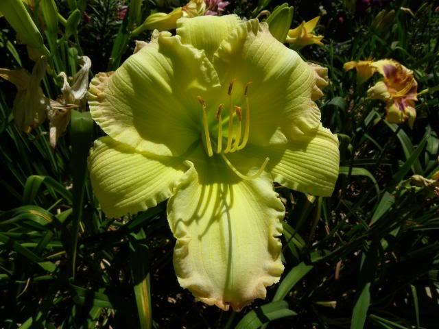 Photo of Daylily (Hemerocallis 'Beautiful Edgings') uploaded by Newyorkrita