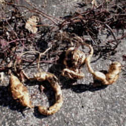 Location: Middle Tennessee
Date: 2011-11-18
after frost kills the vines, the tubers can be dug and carried ov