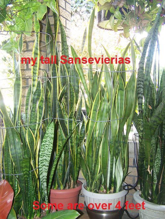 Photo of Snake Plant (Dracaena trifasciata) uploaded by Stush2019