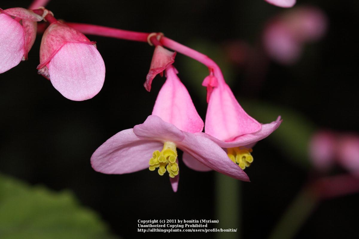 Photo of Hardy Begonia (Begonia grandis subsp. grandis) uploaded by bonitin