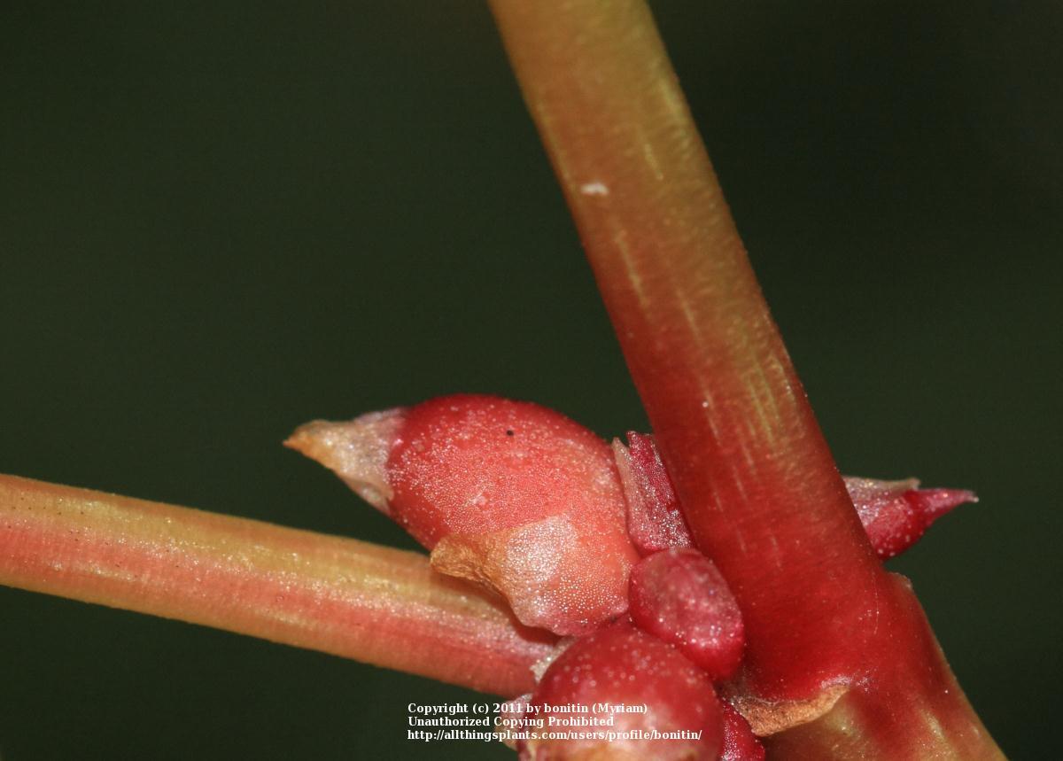 Photo of Hardy Begonia (Begonia grandis subsp. grandis) uploaded by bonitin