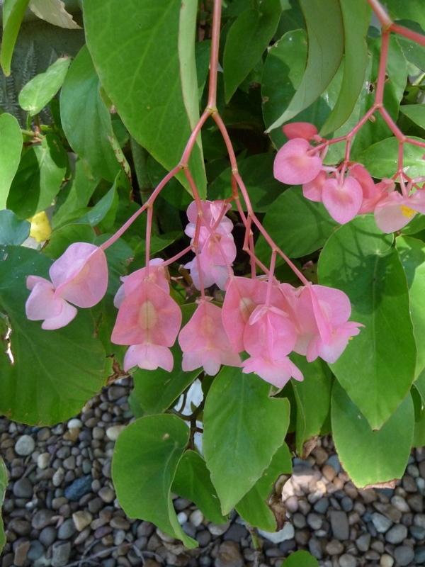 Photo of Dragon Wing Begonia (Begonia Dragon Wing® Pink) uploaded by gardengus