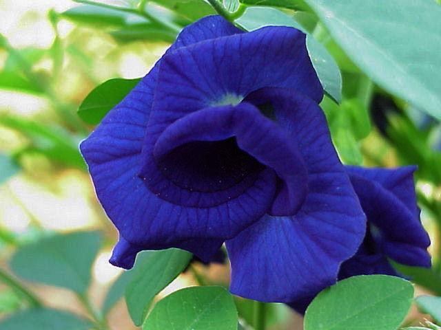 Photo of Butterfly Pea (Clitoria ternatea 'Blue Sails') uploaded by raydio