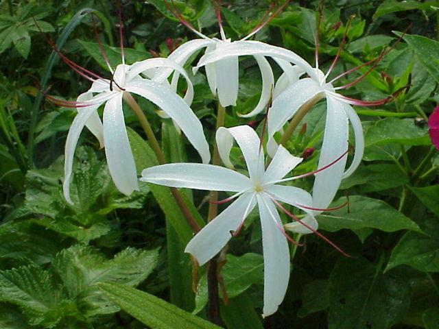 Photo of Swamp Lily (Crinum erubescens) uploaded by raydio