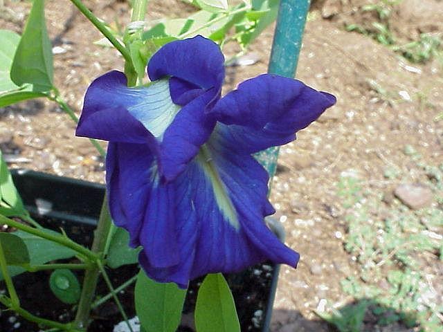 Photo of Butterfly Pea (Clitoria ternatea 'Blue Sails') uploaded by raydio