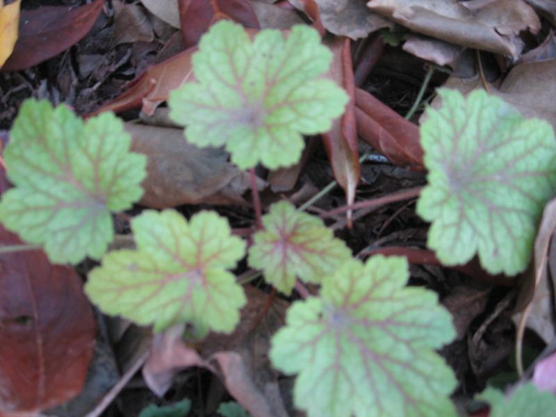 Photo of Coral Bells (Heuchera 'Electric Lime') uploaded by Carolyn22