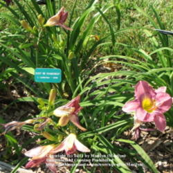 Location: Valley of the Daylilies in Lebanon, OH. Home of Dan and Jackie Bachman
Date: 2005-07-09