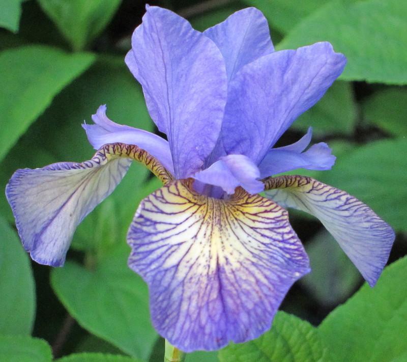 Photo of Siberian Iris (Iris 'Banish Misfortune') uploaded by PollyK