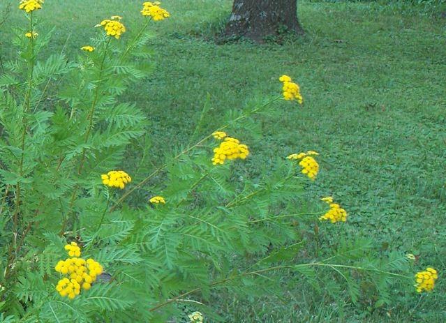 Photo of Tansy (Tanacetum vulgare) uploaded by Sharon