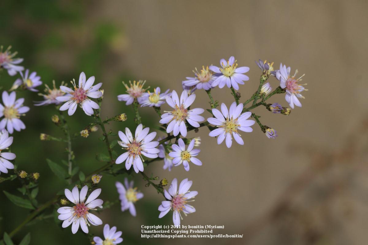 Photo of Common Blue Wood Aster (Symphyotrichum cordifolium) uploaded by bonitin