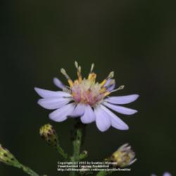 Location: my garden, Gent, Belgium
Date: 2011-09-26
tiny but very pretty flower of my self-set Aster