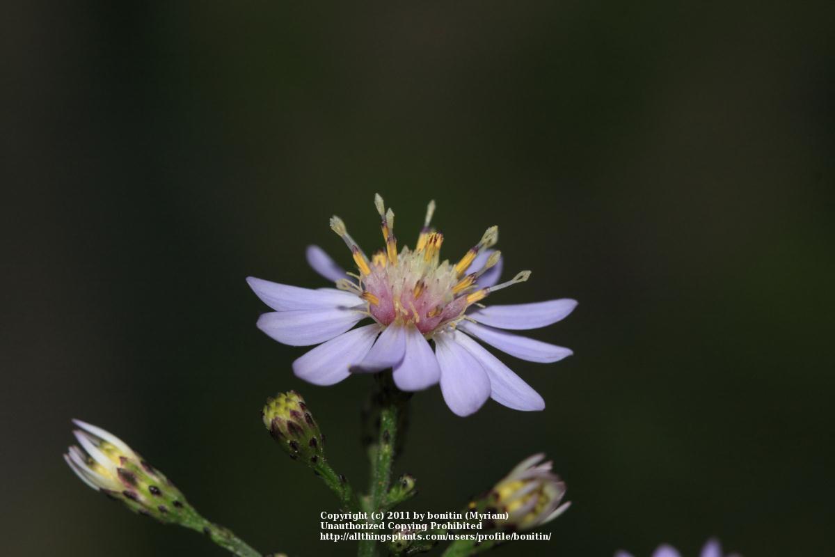 Photo of Common Blue Wood Aster (Symphyotrichum cordifolium) uploaded by bonitin