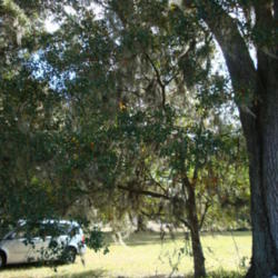 Location: zone 8/9 Lake City, Fl.
Date: 2011-11-19
the smaller tree in center of photo