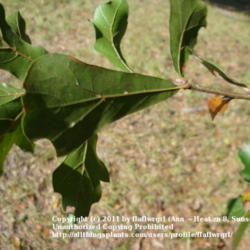 Location: zone 8/9 Lake City, Fl.
Date: 2011-11-18
underside of leaves