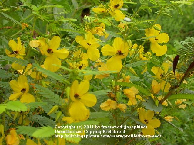 Photo of Partridge Pea (Chamaecrista fasciculata) uploaded by frostweed