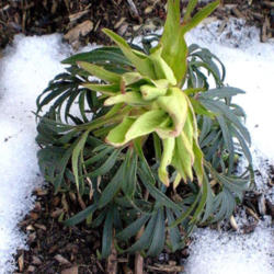 Location: Part Shade Pittsford NYZ6a
Date: 2009-02-09
This was 2009 only one season here.This plant has more than doubl