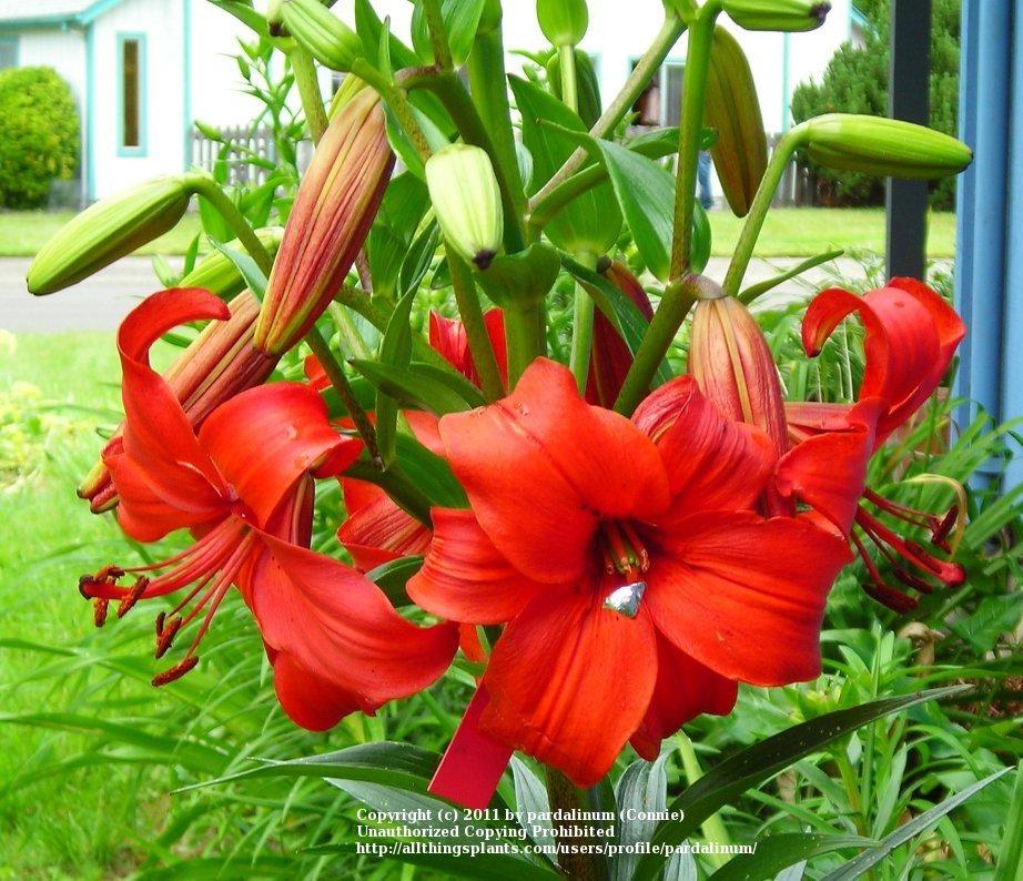 Photo of Lily (Lilium 'Firetruck') uploaded by pardalinum