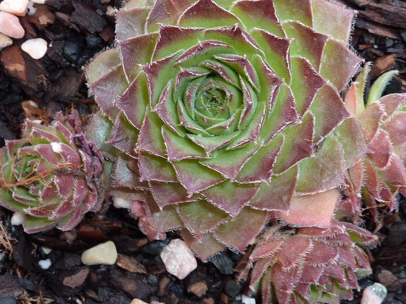 Photo of Hen and Chicks (Sempervivum 'Mate') uploaded by sandnsea2