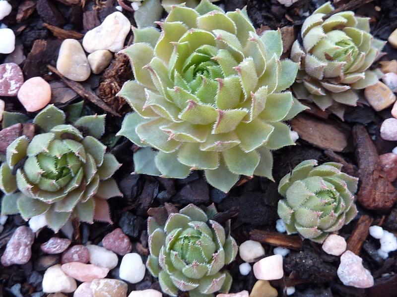 Photo of Hen and Chicks (Sempervivum 'Aglow') uploaded by sandnsea2