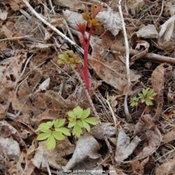 Location: Pacific Northwest zone 8
Date: Mar 14, 2011
New shoots appearing in the spring.
