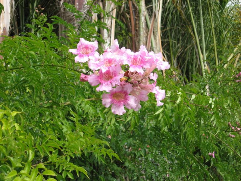 Photo of Pink Trumpet Vine (Podranea ricasoliana) uploaded by wcgypsy