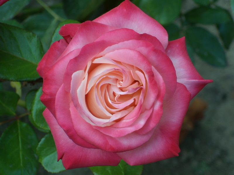 Photo of Rose (Rosa 'Sheer Magic') uploaded by Betja