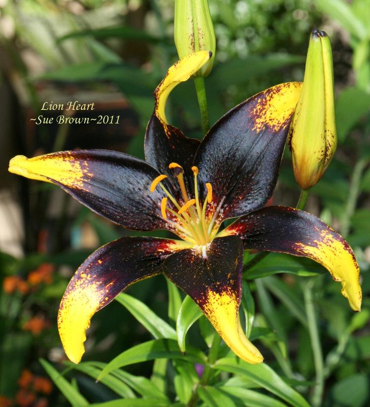 Photo of Lily (Lilium 'Lion Heart') uploaded by Calif_Sue