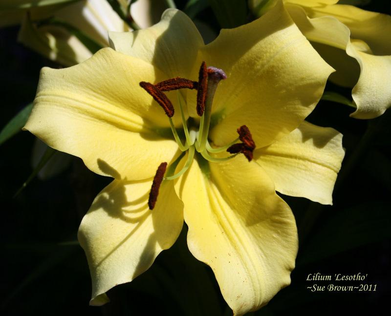 Photo of Lily (Lilium 'Lesotho') uploaded by Calif_Sue