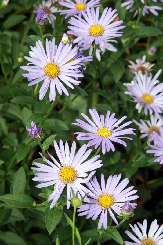 Photo of Asters (Aster) uploaded by Calif_Sue