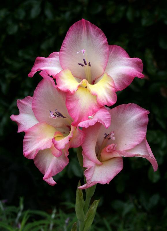 Photo of Hybrid Gladiola (Gladiolus x gandavensis 'Priscilla') uploaded by Calif_Sue
