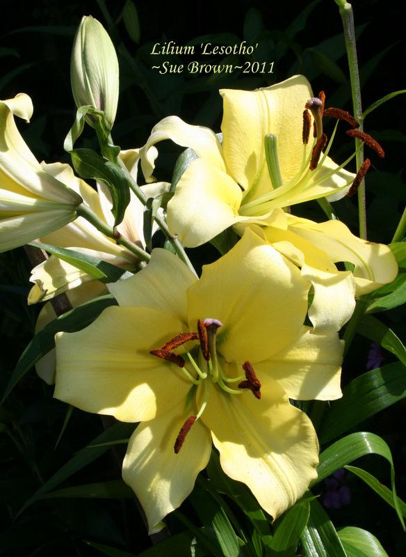 Photo of Lily (Lilium 'Lesotho') uploaded by Calif_Sue