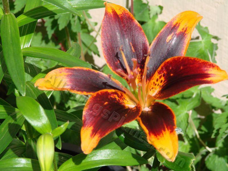 Photo of Lily (Lilium 'Starlette') uploaded by Joy