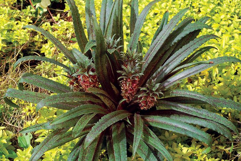 Photo of Pineapple Lily (Eucomis 'Freckles') uploaded by NJBob