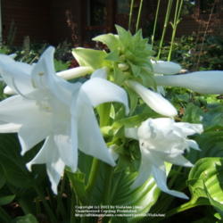 Location: Ottawa, ON
Date: 2009-09-03
'Venus' - FRAGRANT bloom