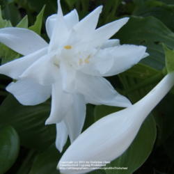 Location: Ottawa, ON
Date: 2009-09-05
'Venus' flower