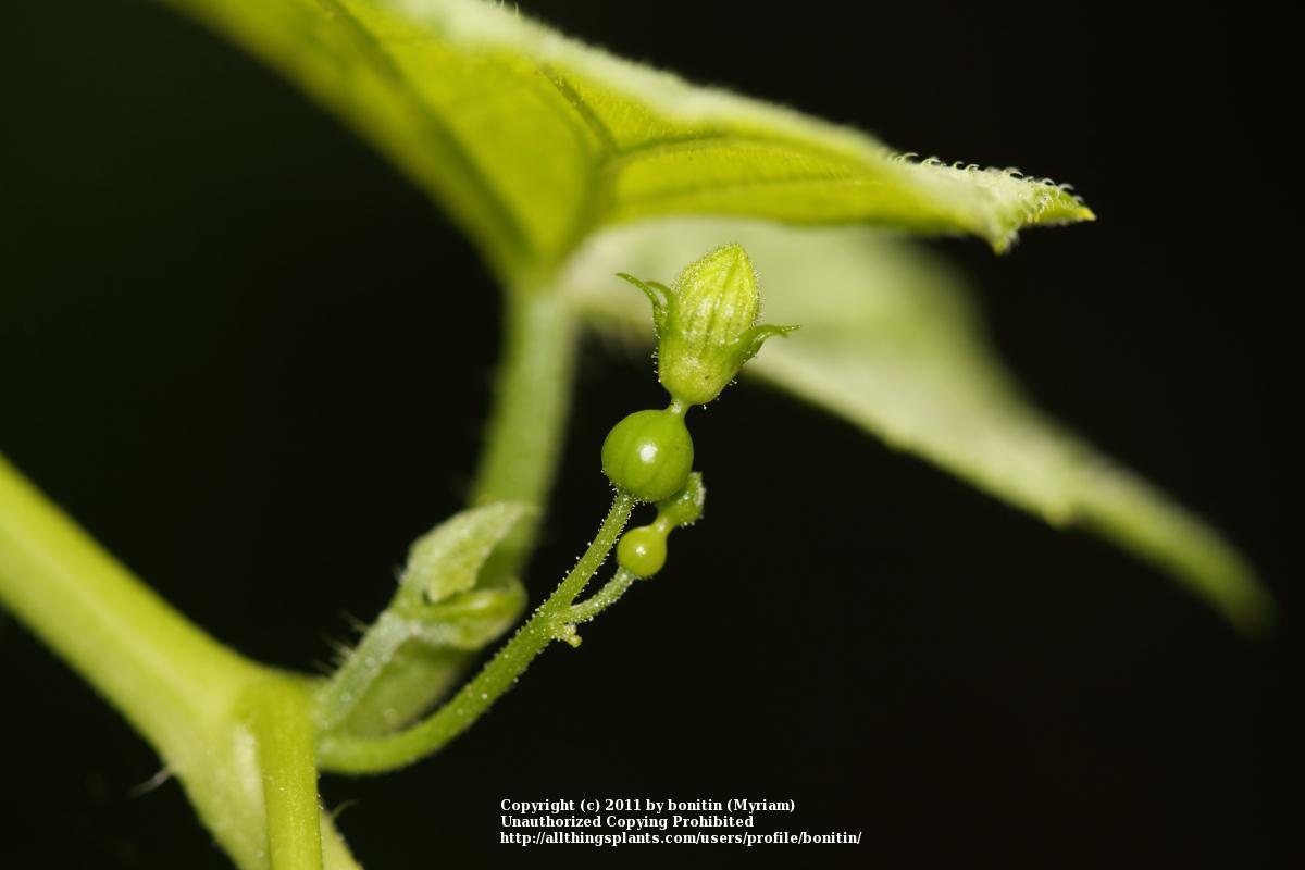 Photo of Red Bryony (Bryonia dioica) uploaded by bonitin