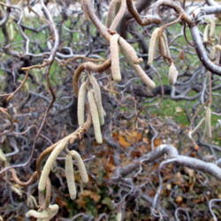 Location: Zone 4 Wisconsin
Date: 2011-11-20
11-20-11 Upper Midwest Zone 4