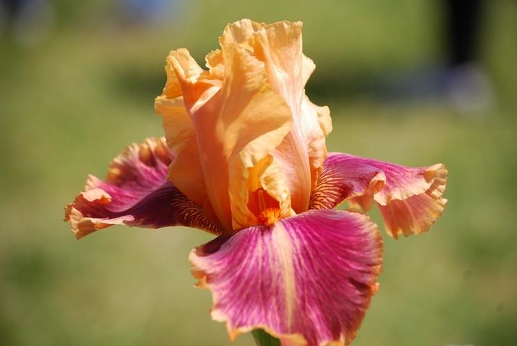 Photo of Tall Bearded Iris (Iris 'Aardvark Lark') uploaded by irisfarmer