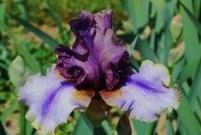 Photo of Tall Bearded Iris (Iris 'American Maid') uploaded by irisfarmer
