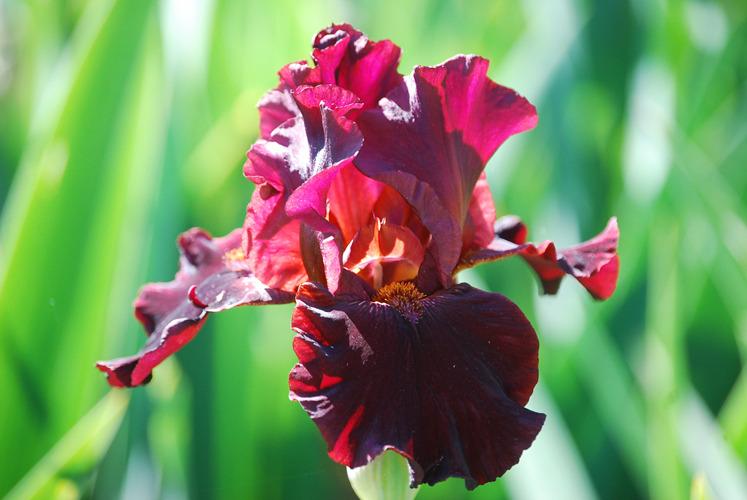 Photo of Tall Bearded Iris (Iris 'Almaden') uploaded by irisfarmer