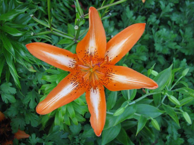 Photo of Lily (Lilium 'Starburst') uploaded by jmorth