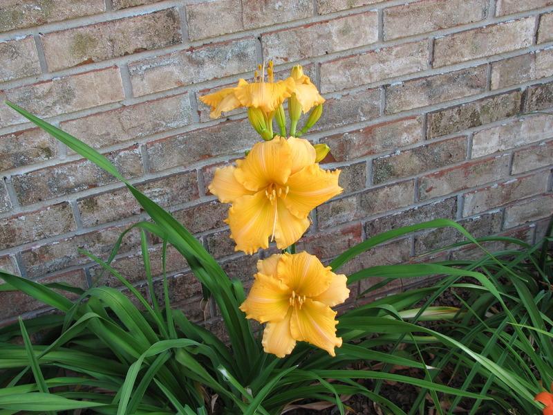Photo of Daylily (Hemerocallis 'Orange Velvet') uploaded by tink3472